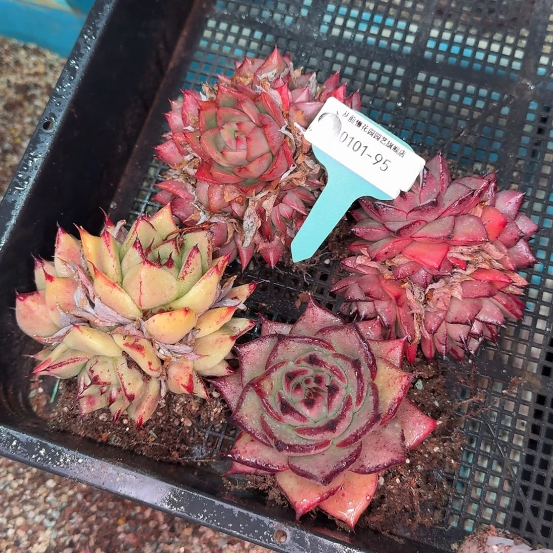 从前慢花园多肉编号0101-95