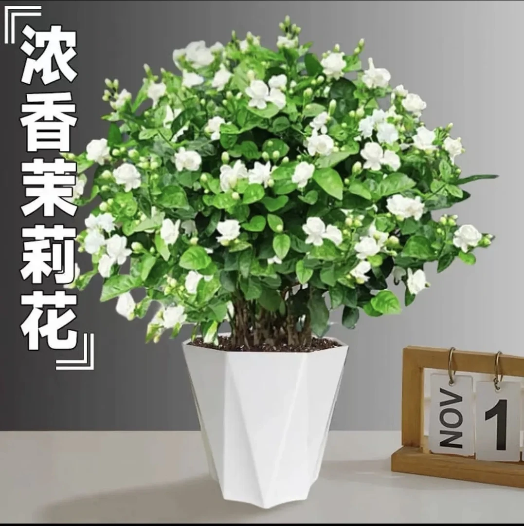 茉莉花盆栽重瓣浓香开花四季不断好养室内阳台花卉绿植驱防蚊