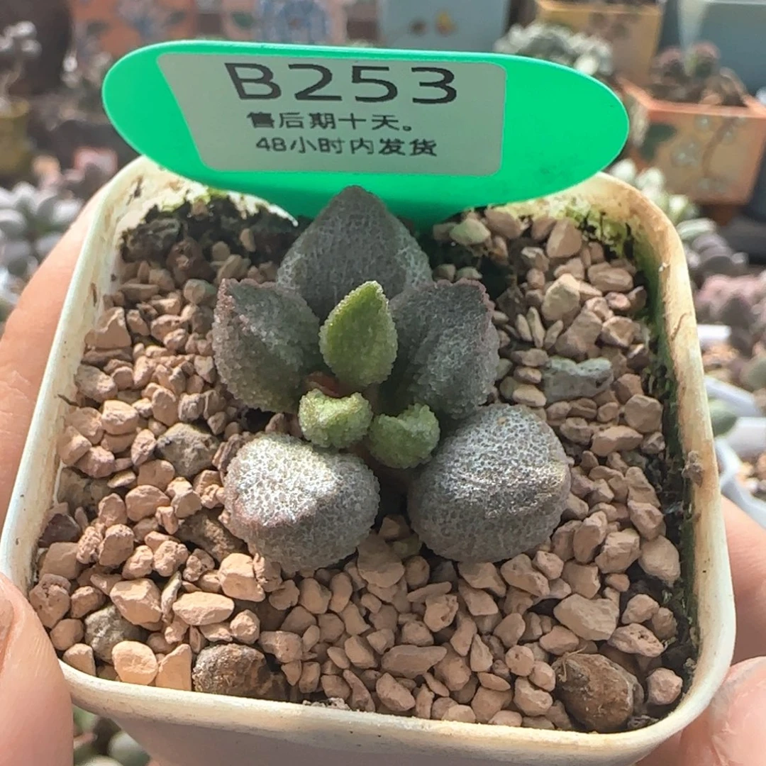 冰桃。     253。