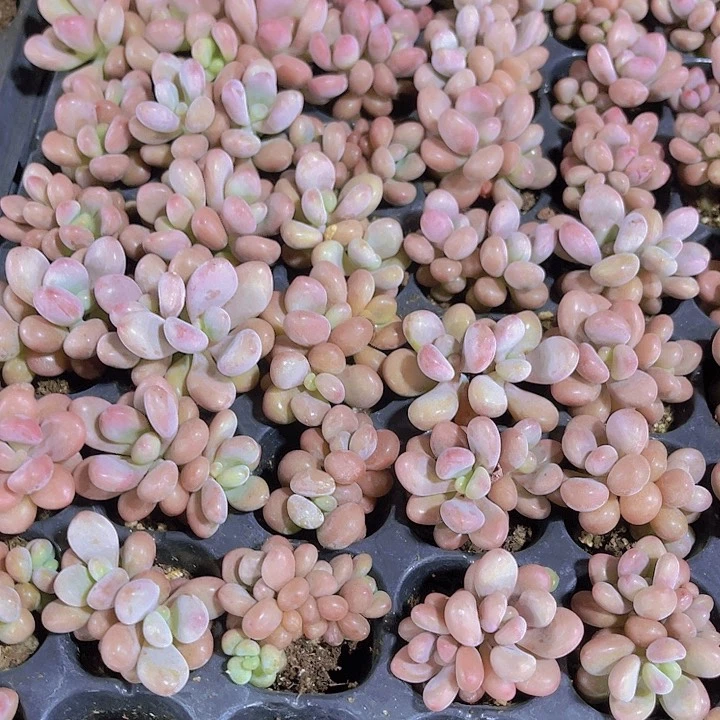 精品桃蛋多肉植物