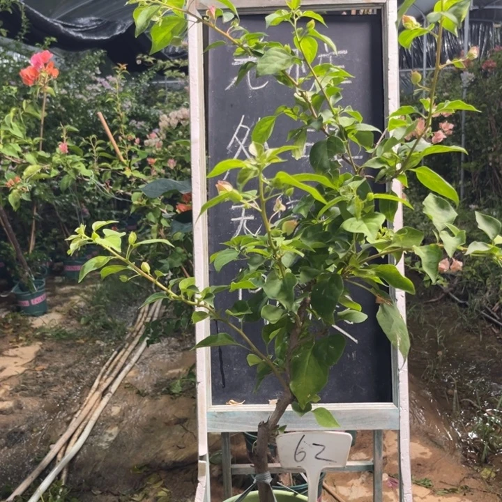 无花朵三角梅三角梅62