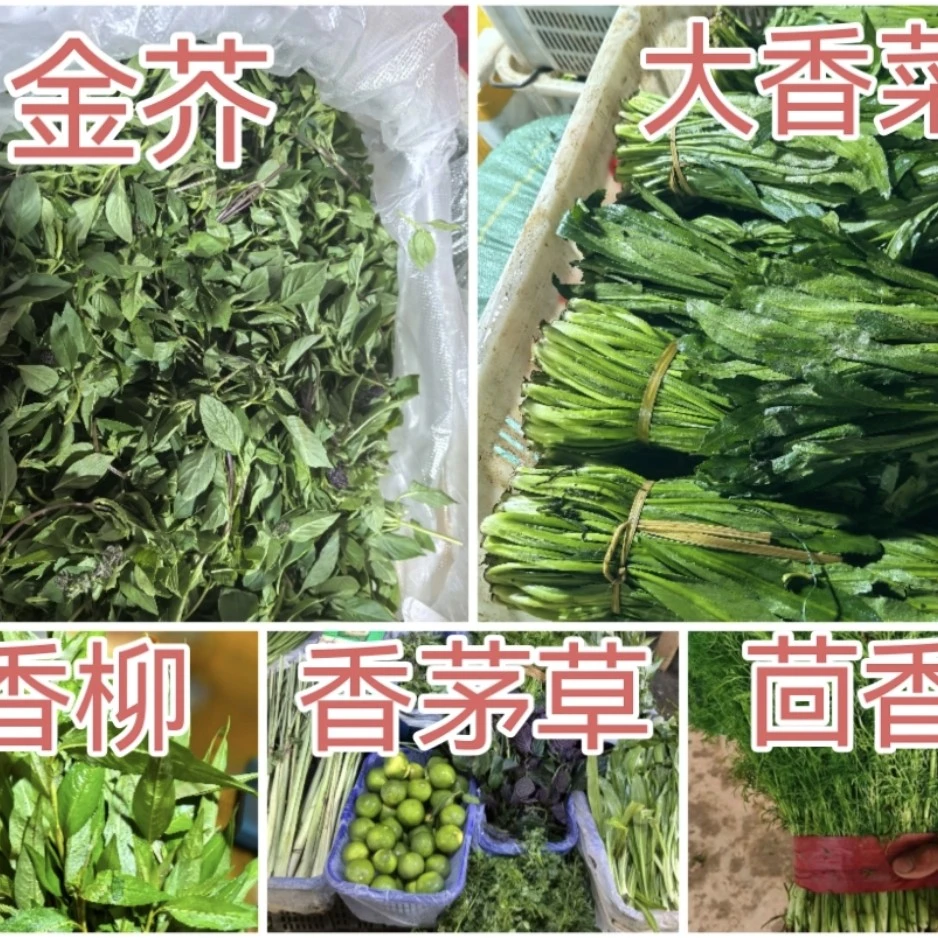 云南德宏新鲜野佐料金芥➕大香菜➕香柳➕香茅草➕茴香各100克
