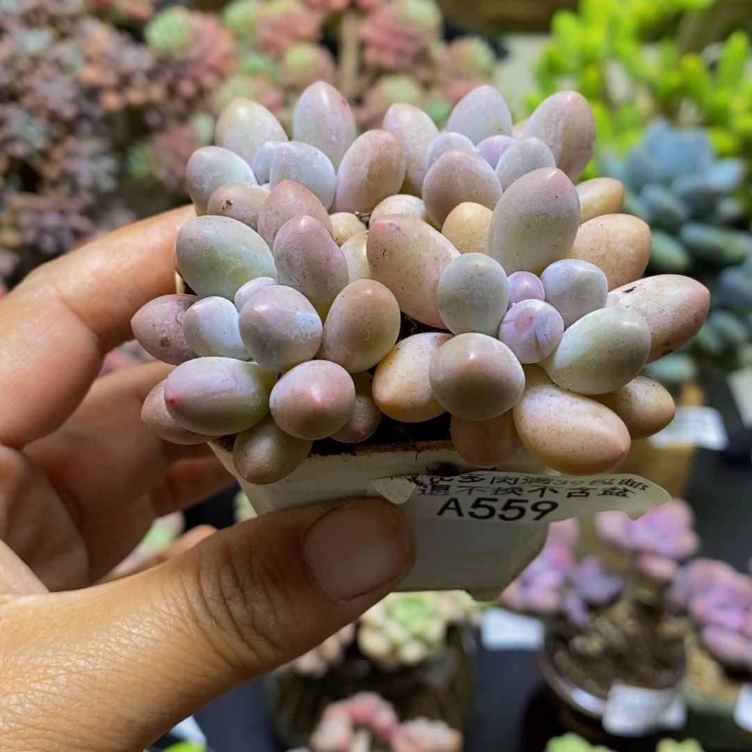 559粉红泡泡/1.5cm多肉