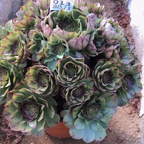 张*宸2.8-13万拉丝多肉植物