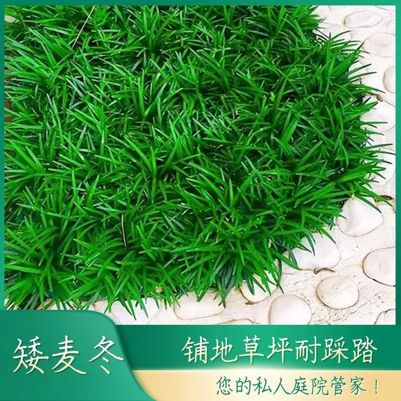 矮麦草冬玉龙草矮化麦冬庭院真草坪耐寒绿植耐踩踏四季常青