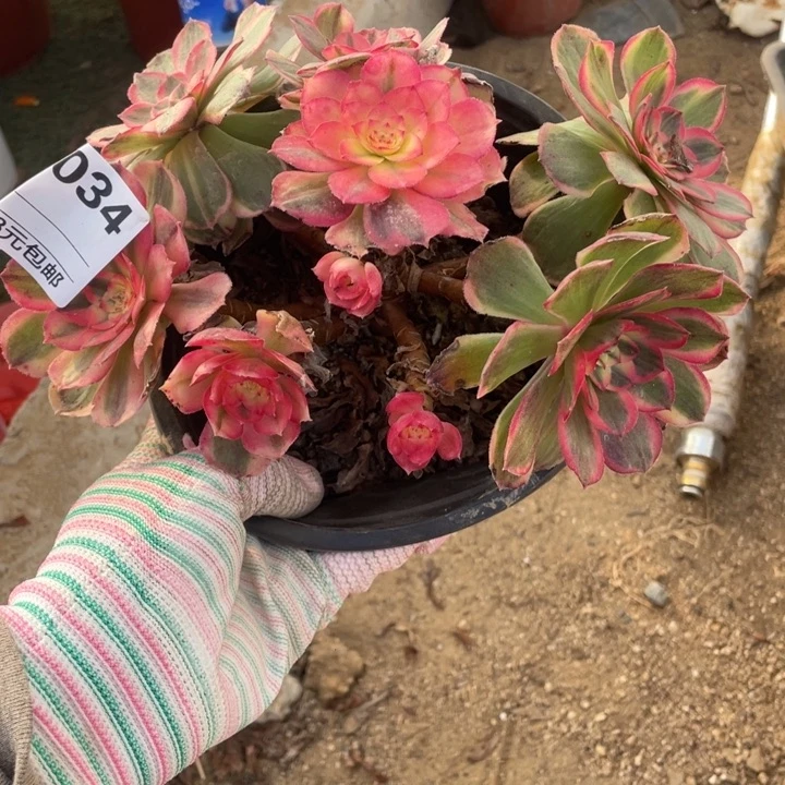 多肉海神带高锦法师034