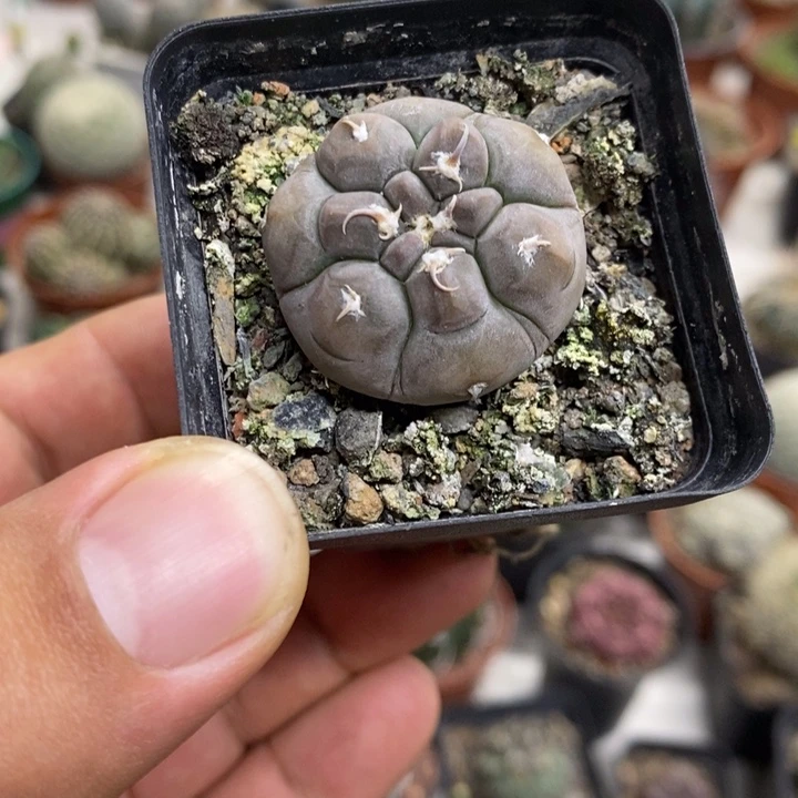 实生铅皮特价福利