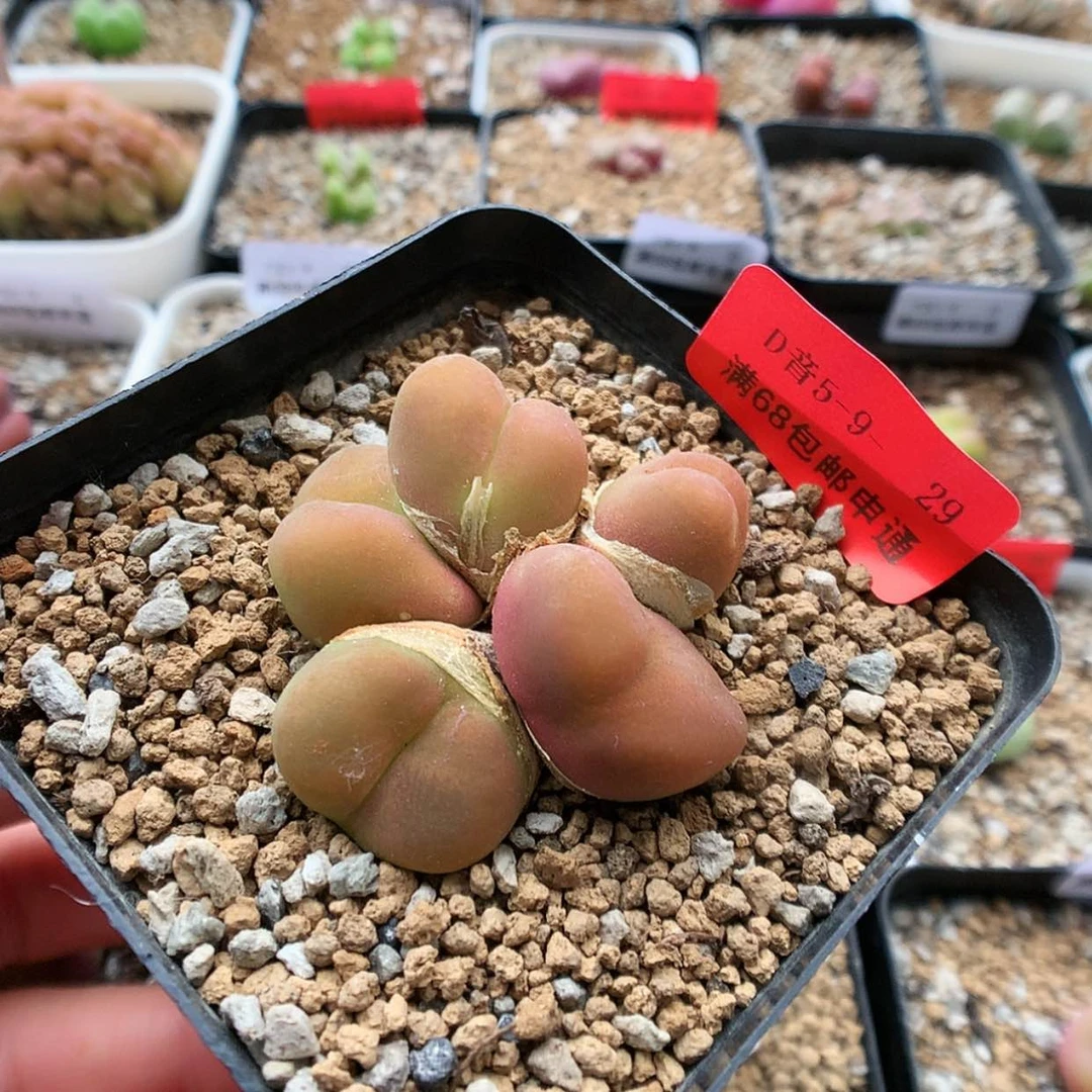 【闪购商品】5-9-29 群生毛 50