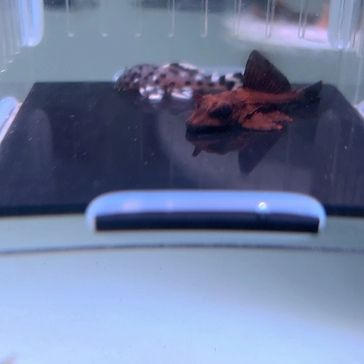 宸***w清道夫鱼21-063瑕疵老鼠斑和鳄鱼各一条