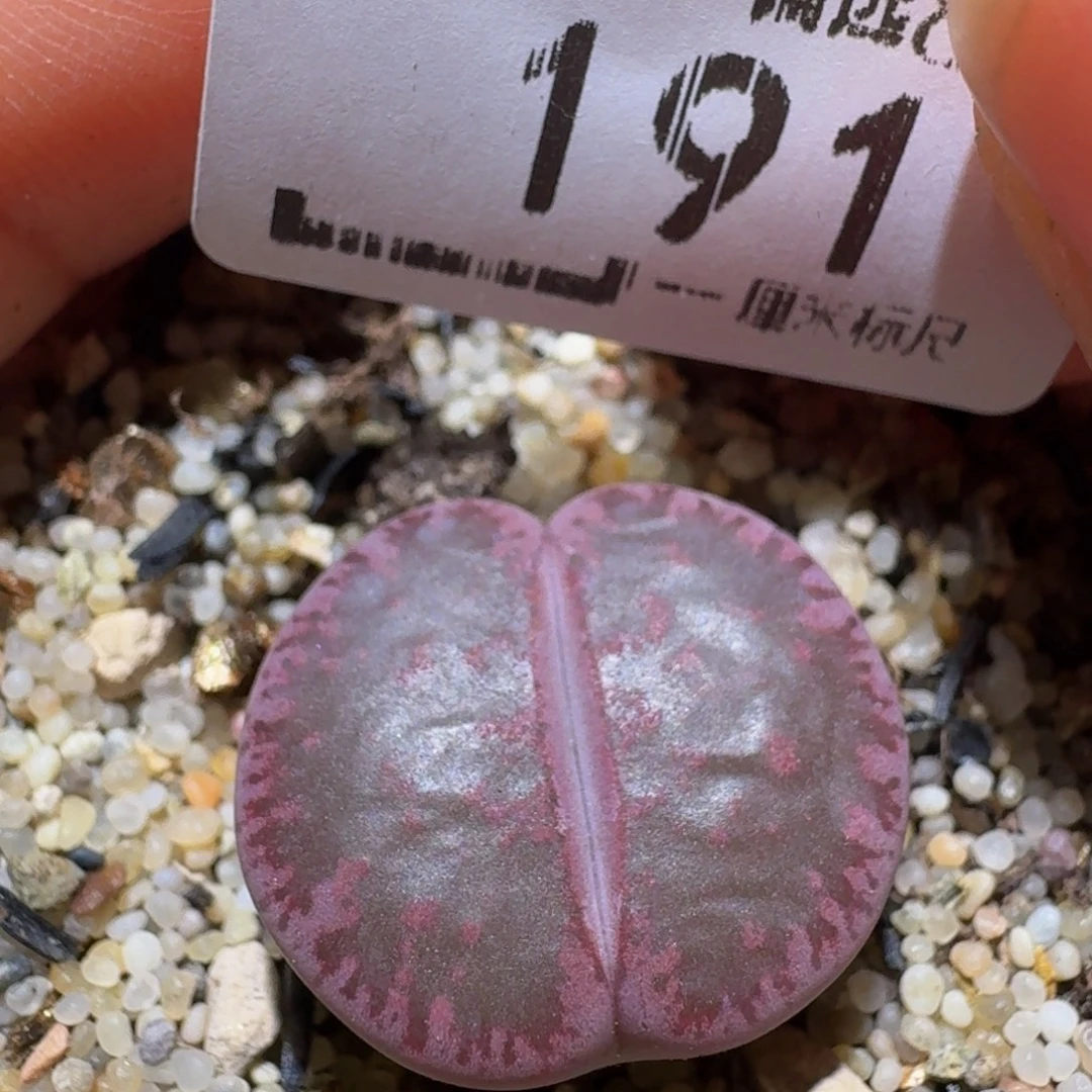 Ssss精品生石花鱼191