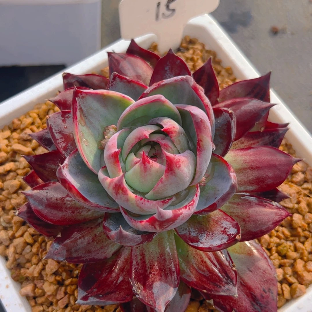 惊鸿仙子一物一拍15号