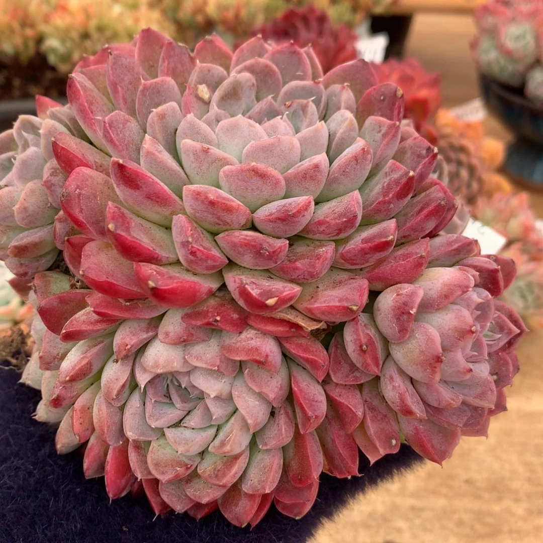 6290新年快乐发发发