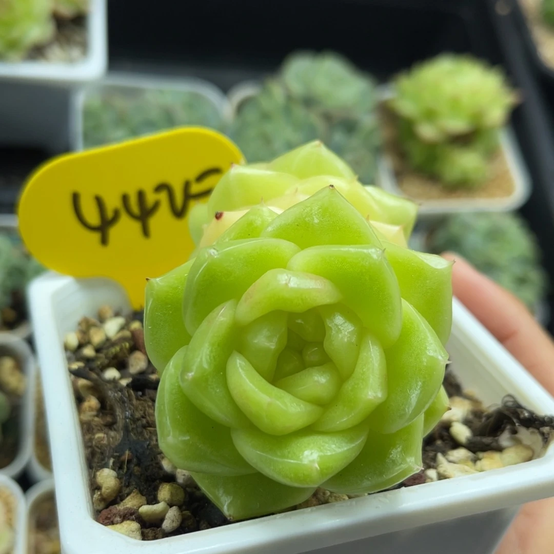 母本玉芷珍妮双头4425