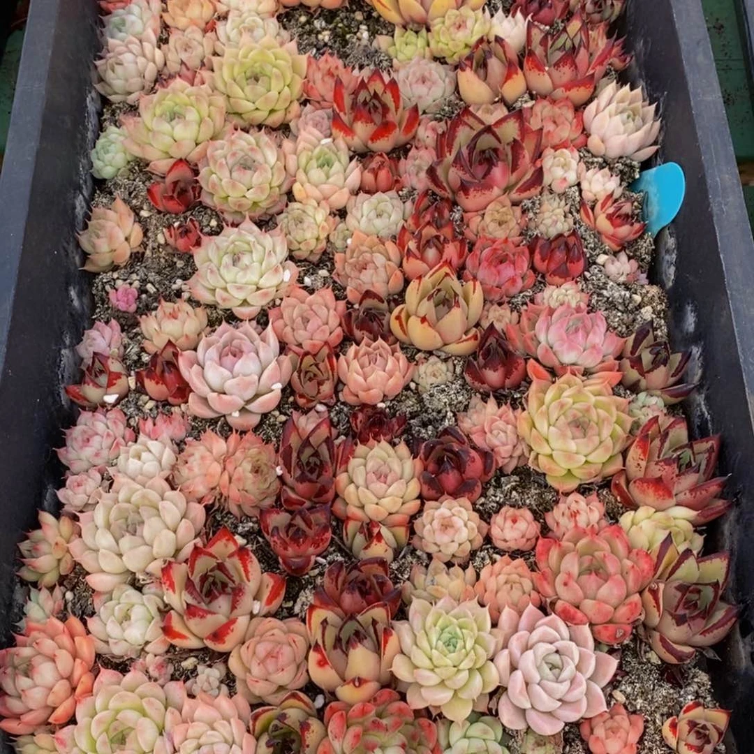 737多肉植物保护研究所