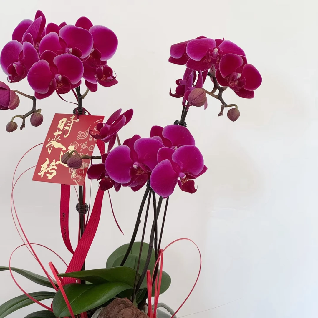 植得【3.5寸香山小红】蝴蝶兰双花箭带花带花苞