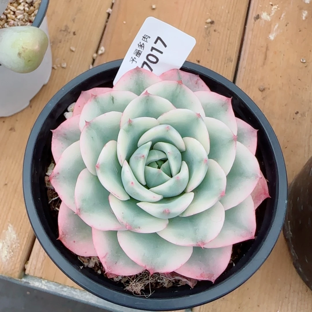 黄桃锦，7017多肉植物