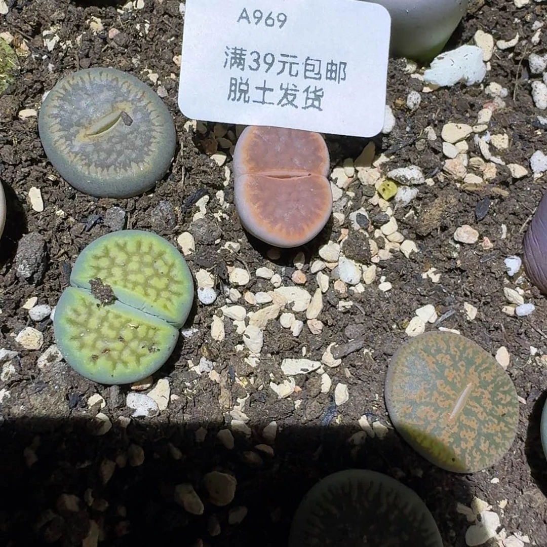 969多肉和哥哥好好干