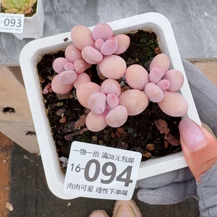 桃蛋无盆土发货多肉多