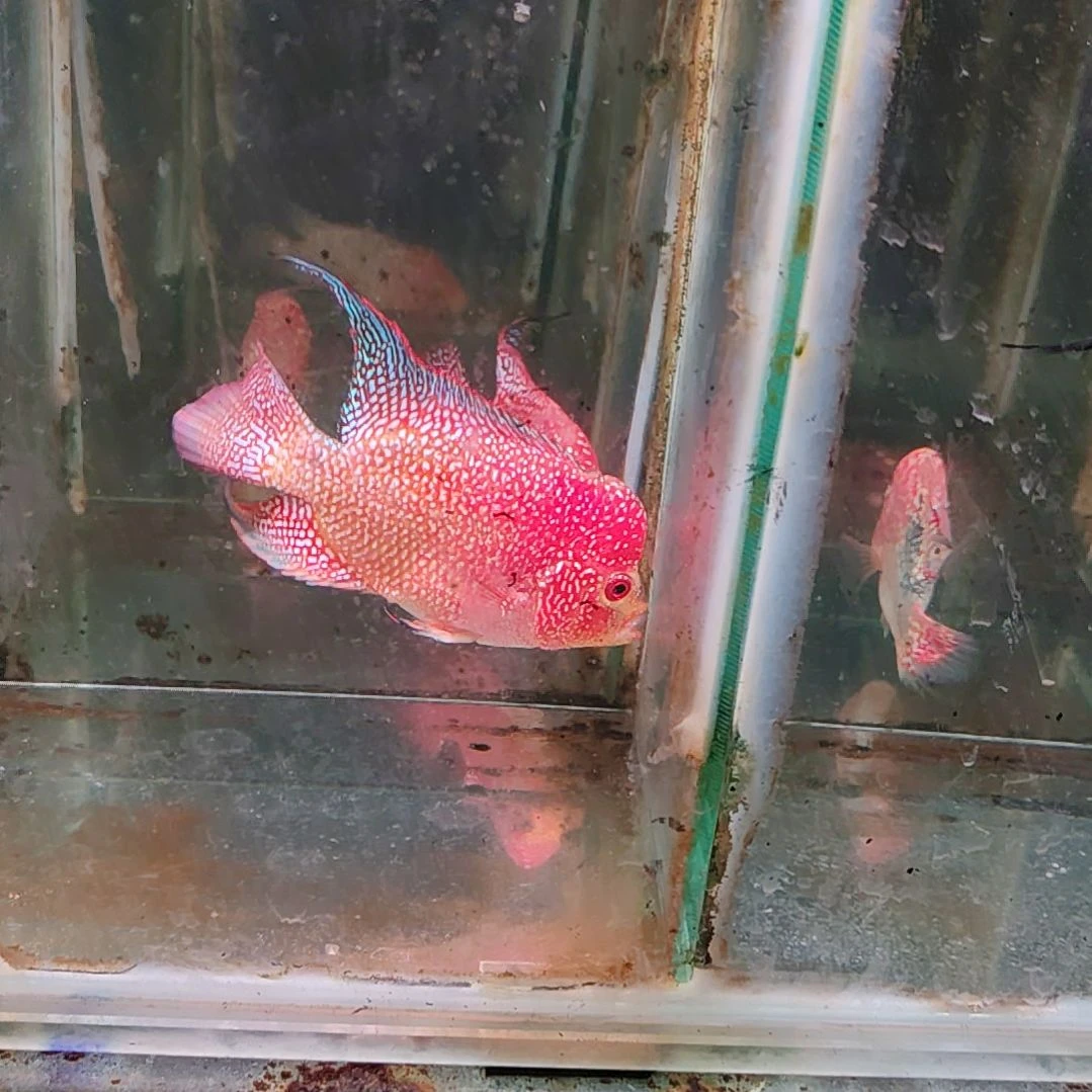 罗汉鱼222222222222