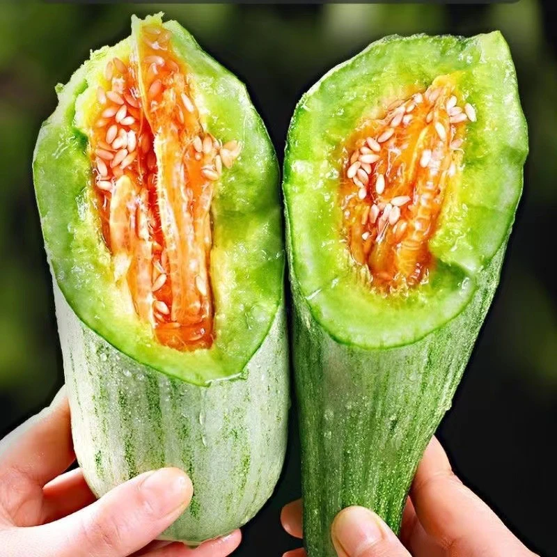 山东羊角蜜甜瓜 应季现摘脆甜瓜新鲜水果