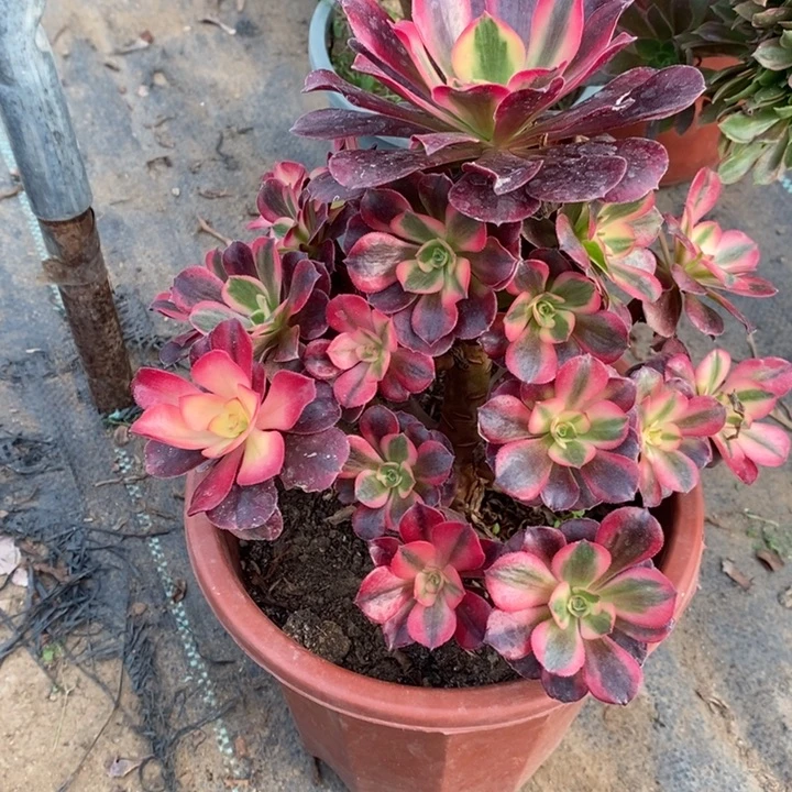 美杜莎39多肉植物法师法师