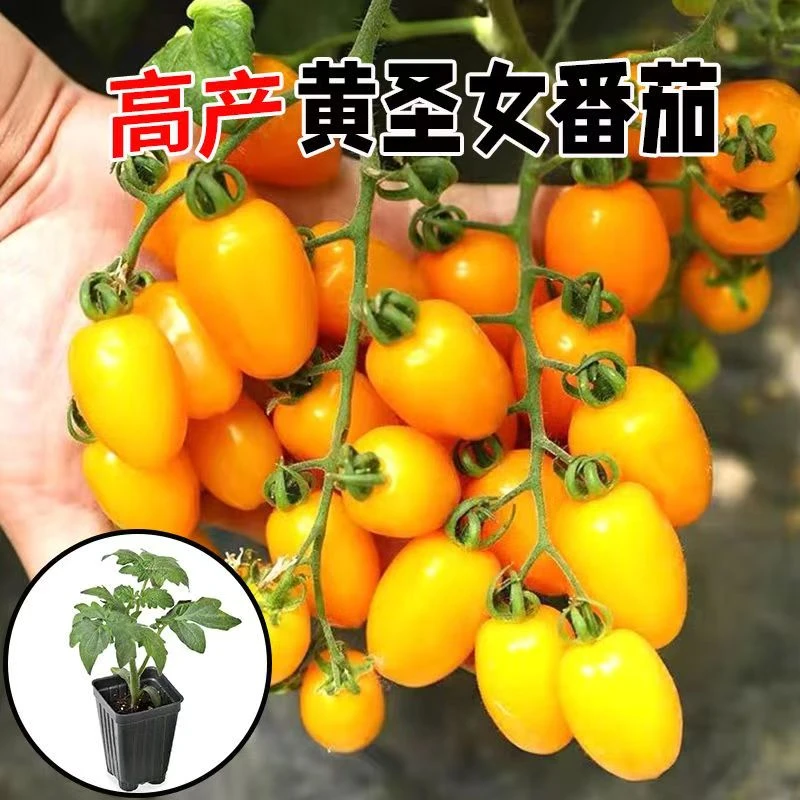（拍2份发3份）黄圣女番茄苗 四季蔬菜高产优质种苗穴盘苗