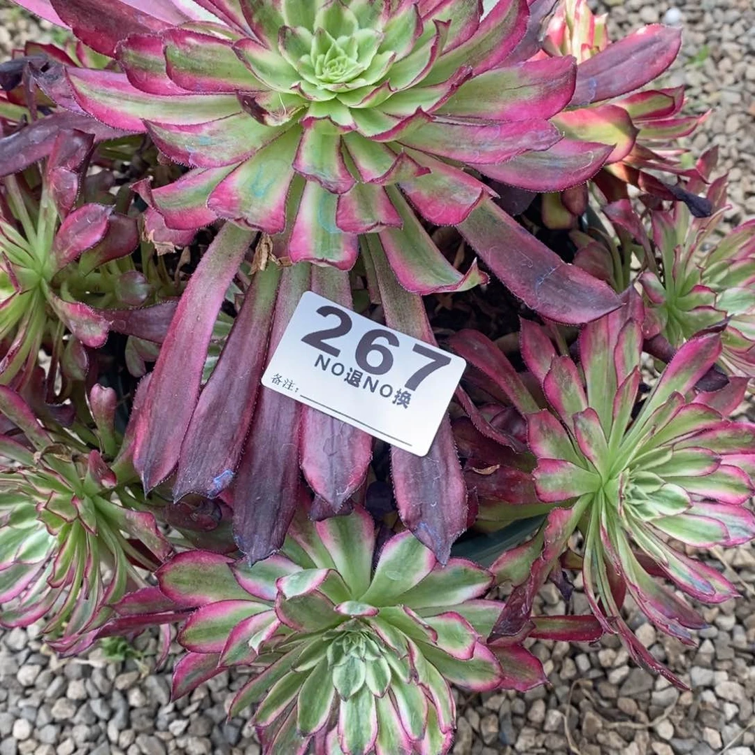 267多肉欢颜一个