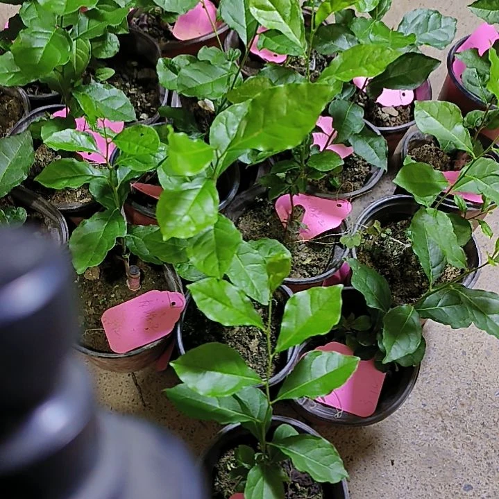 无花朵龙游天下金弹子嫁接小