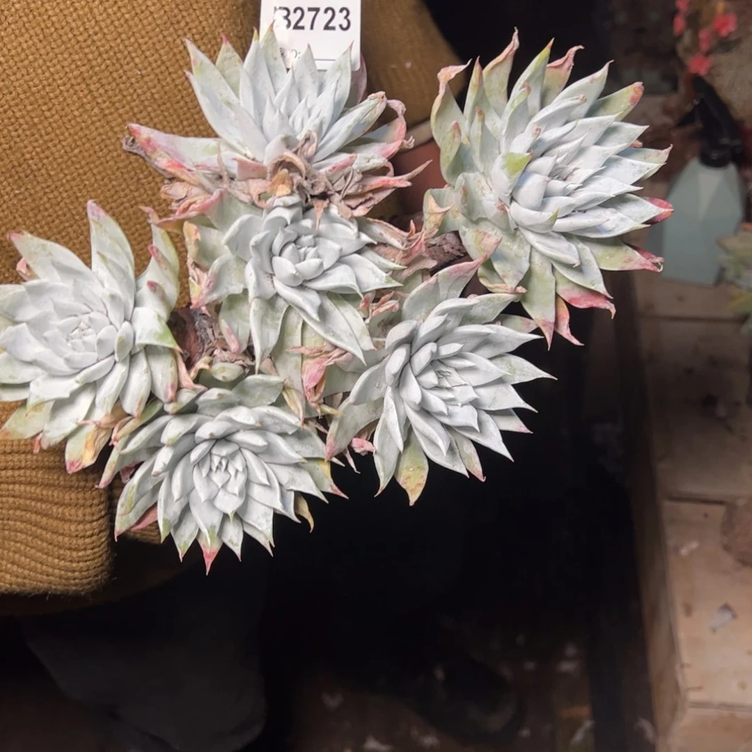 风****起2723哈哈哈哈哈哈哈哈哈