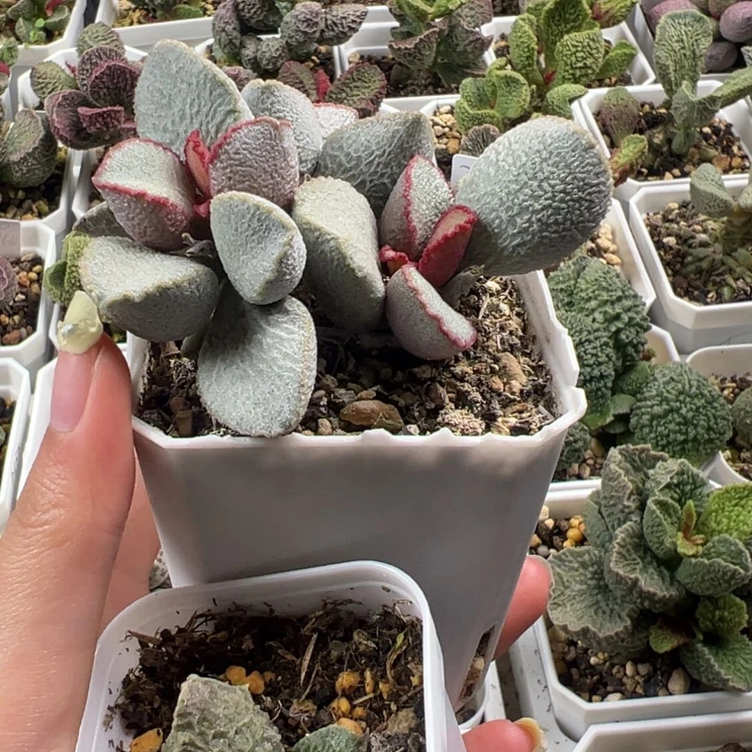 诗***方两颗一起多肉植物水泡多肉植物