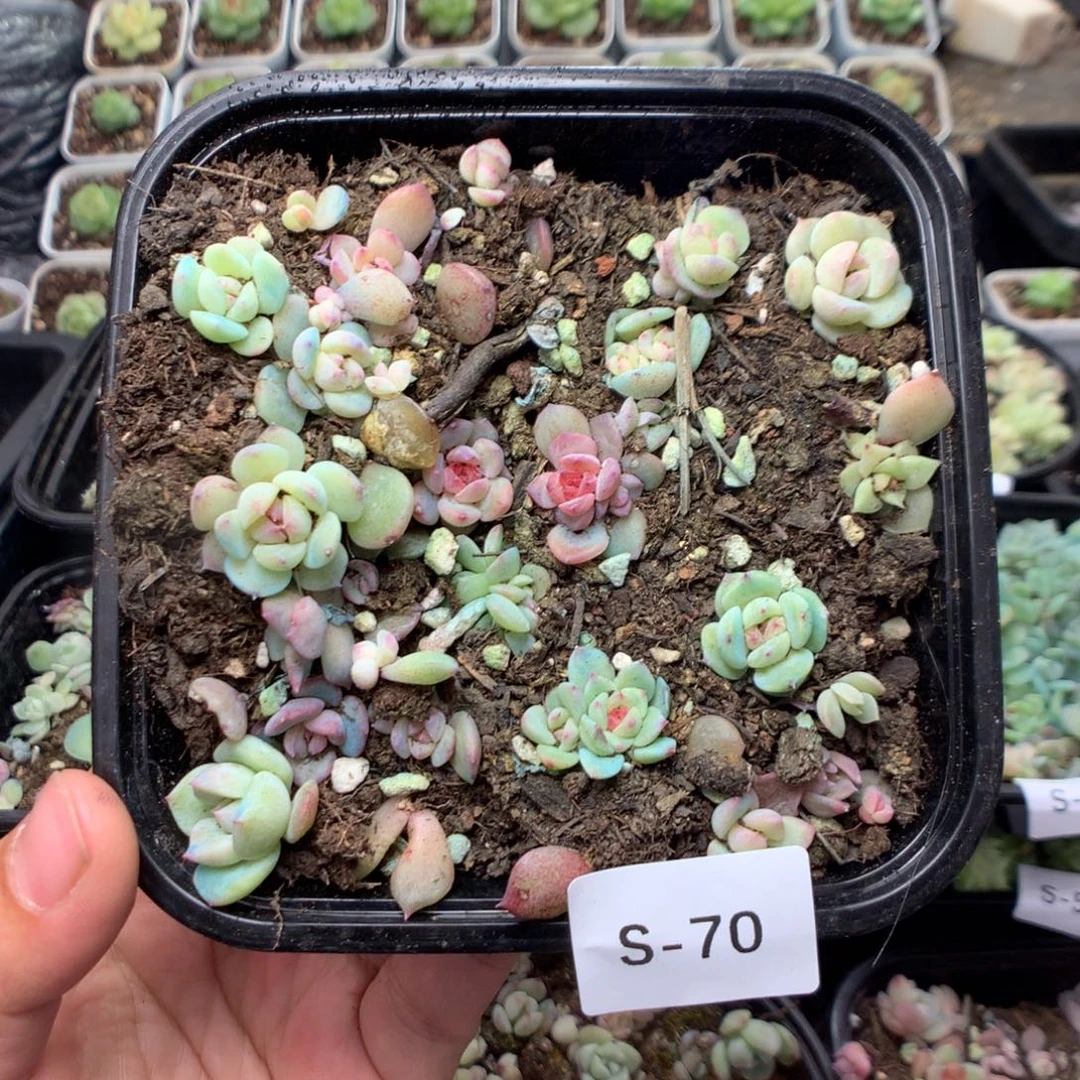 无花朵S70英语英语