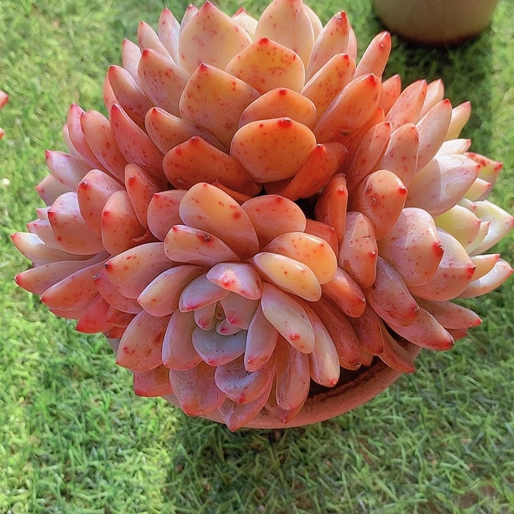 一物一拍，精控橙梦露群老庄