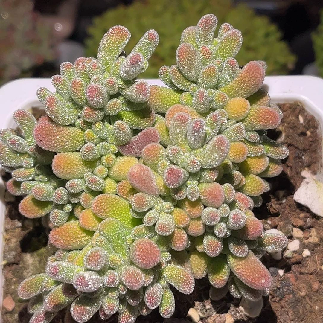005五彩冰晶优选枝干
