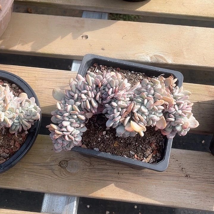 傻               30-4