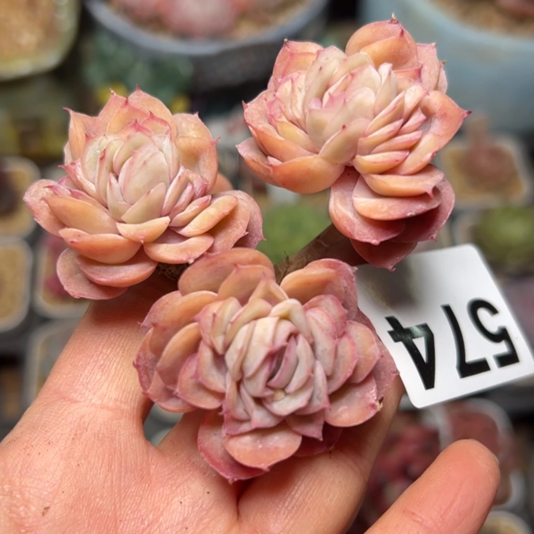 向***a574多肉植物组合盆栽