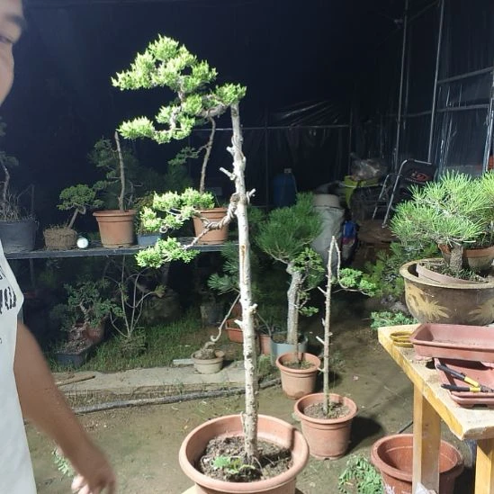常***涛无花朵柏树柏树柏树柏树柏树哦