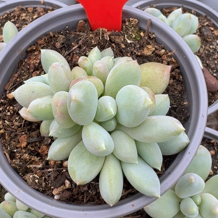 胖体哥特481多肉植物一物一拍