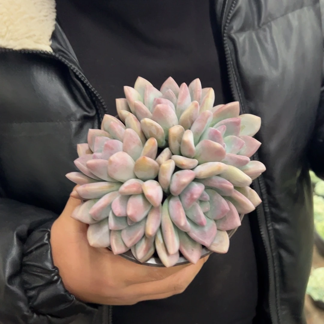 奥普琳娜多肉植物