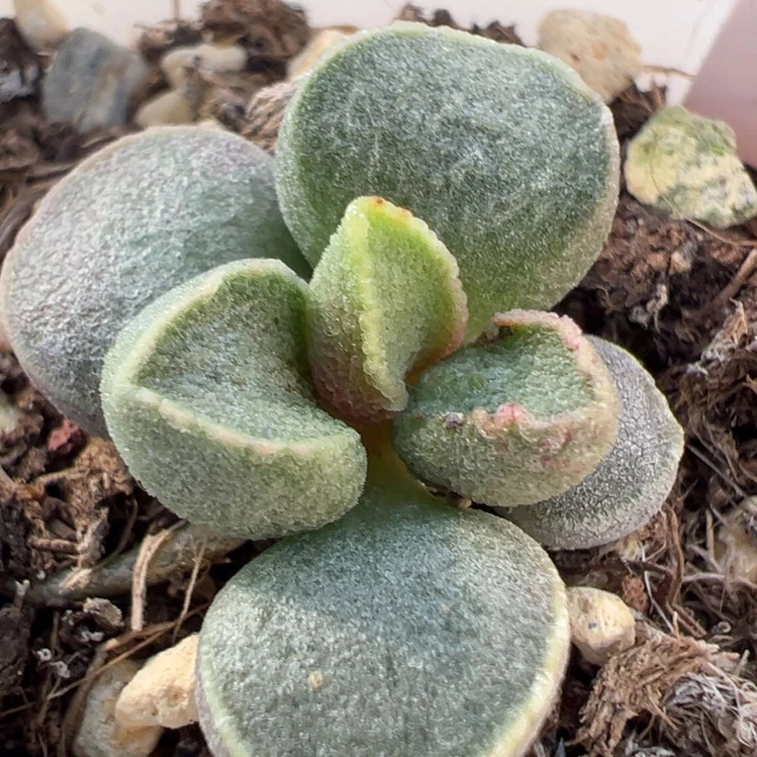 实生新品多肉植物水泡多肉植物