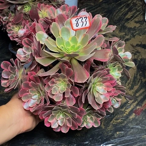 爱神老桩捧花法师833号