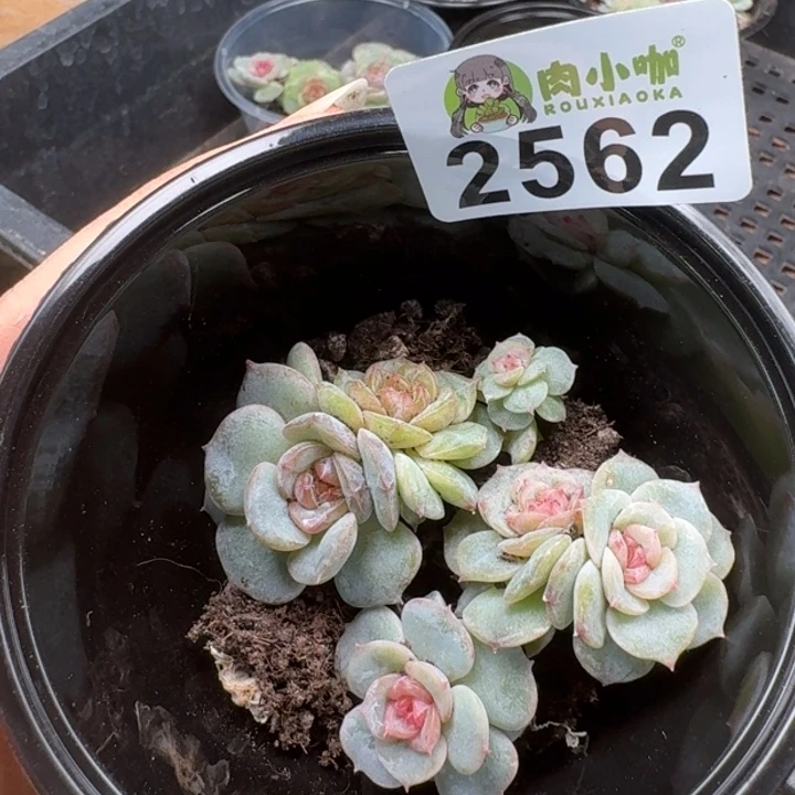 多肉植物多肉植物