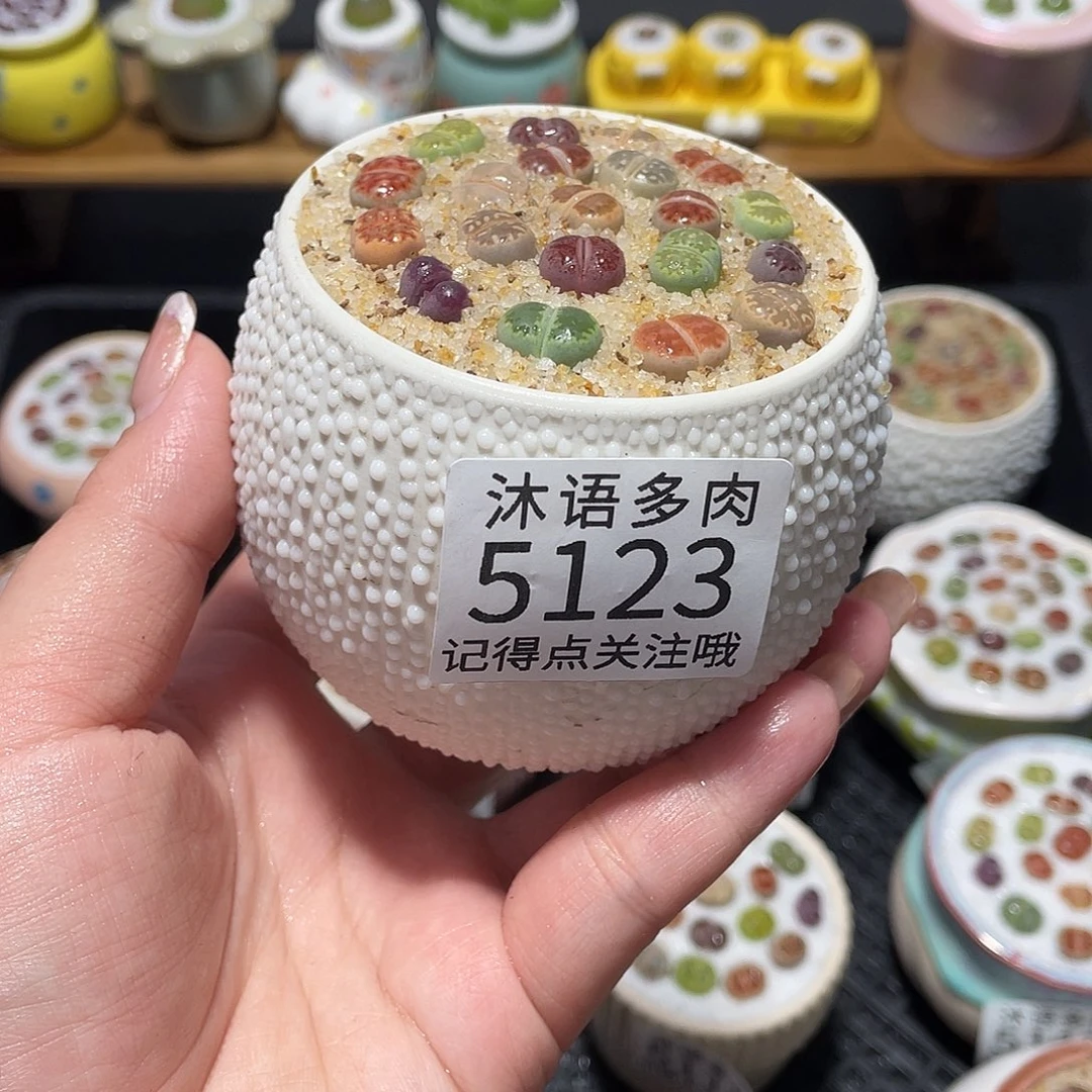 妞***带盆土植物 一物一拍5123