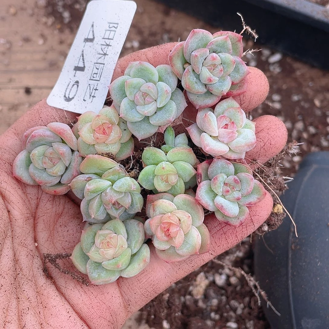 多肉植物多肉植物449
