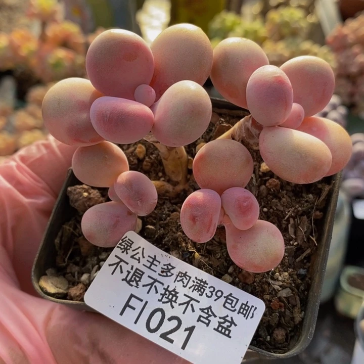 桃蛋6cm021多肉植物