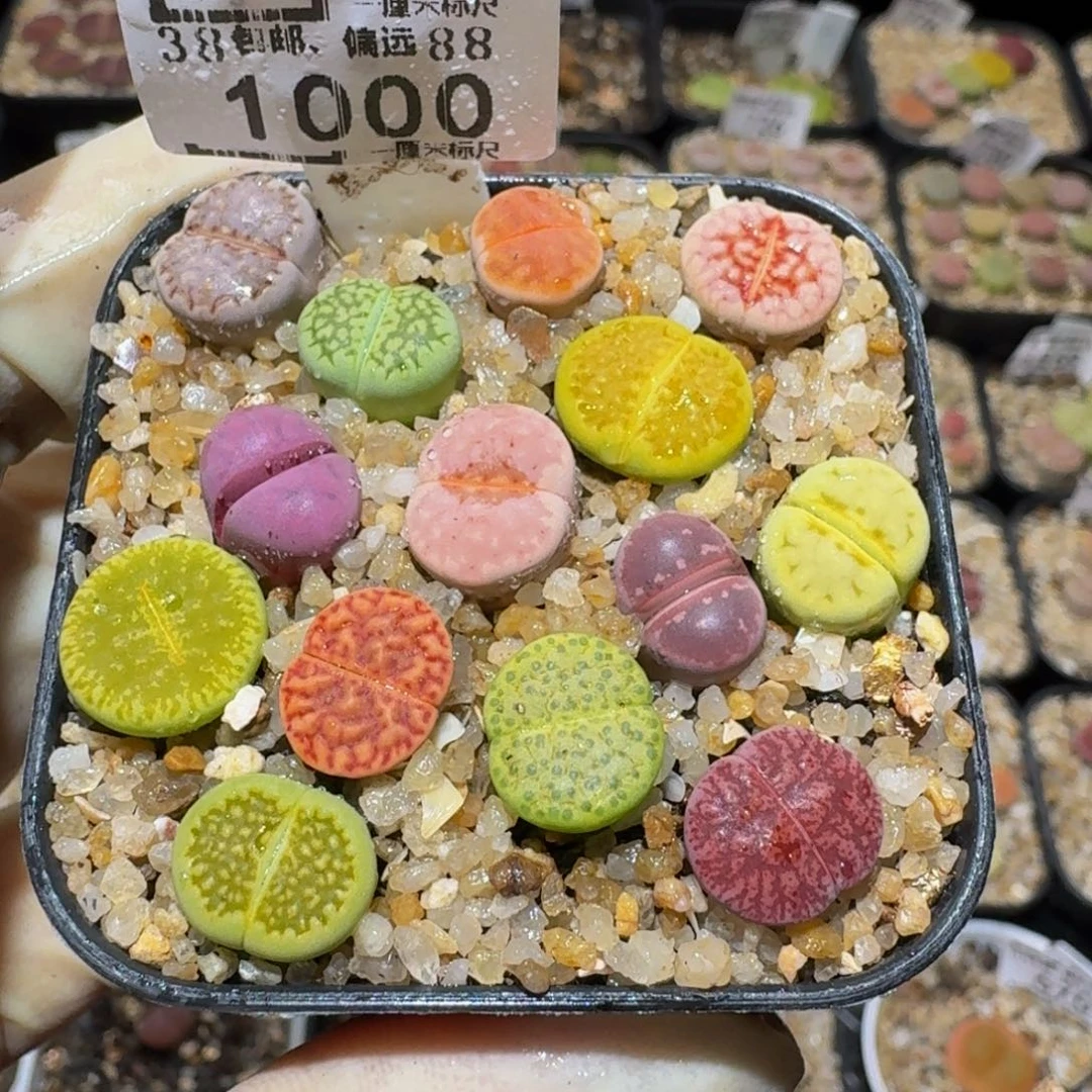 Ssss生石花肉锥1000