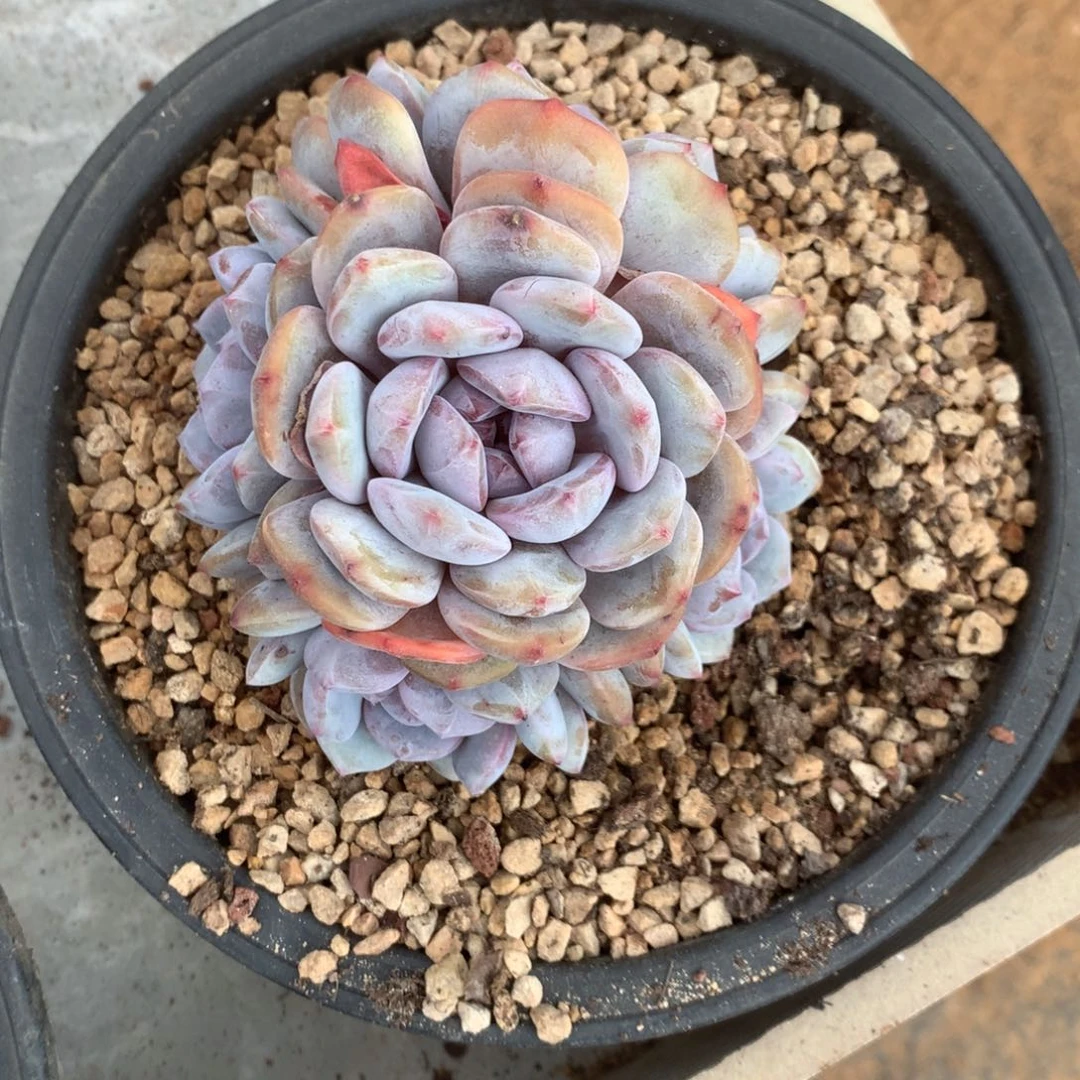 无花朵哈哈哈哈哈哈哈哈哈40