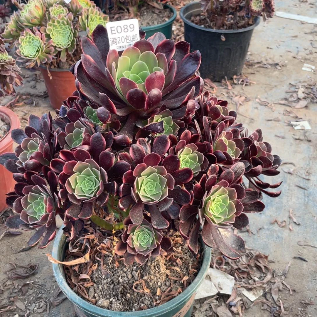 089欧佳丽多肉法师