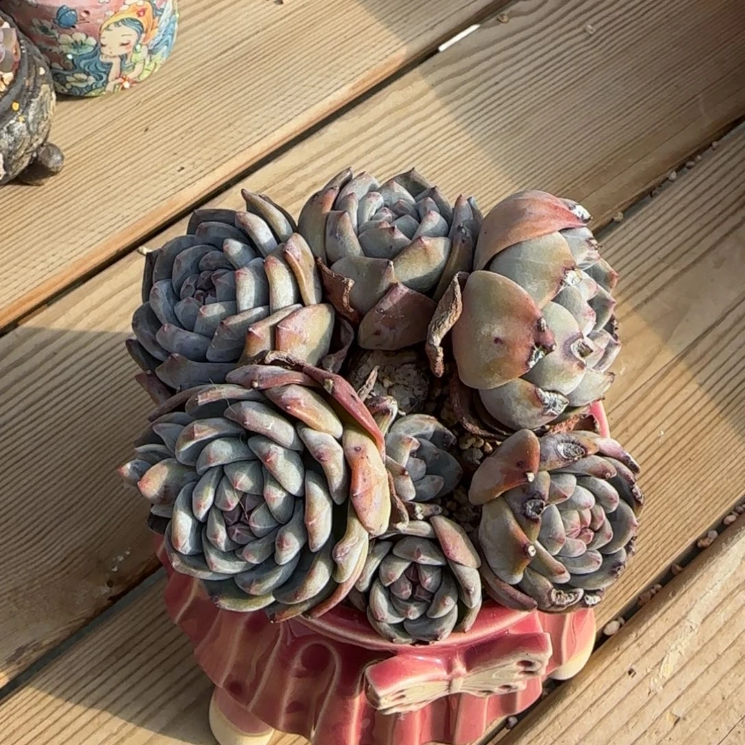 突尼斯星影发货多肉有砍