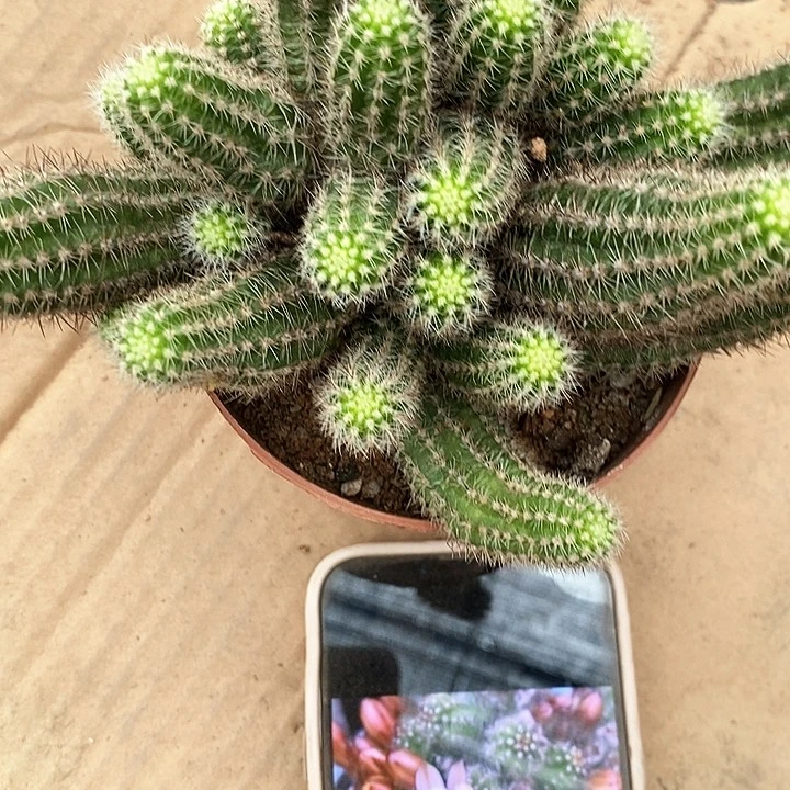 马尔文白糖白糖356788