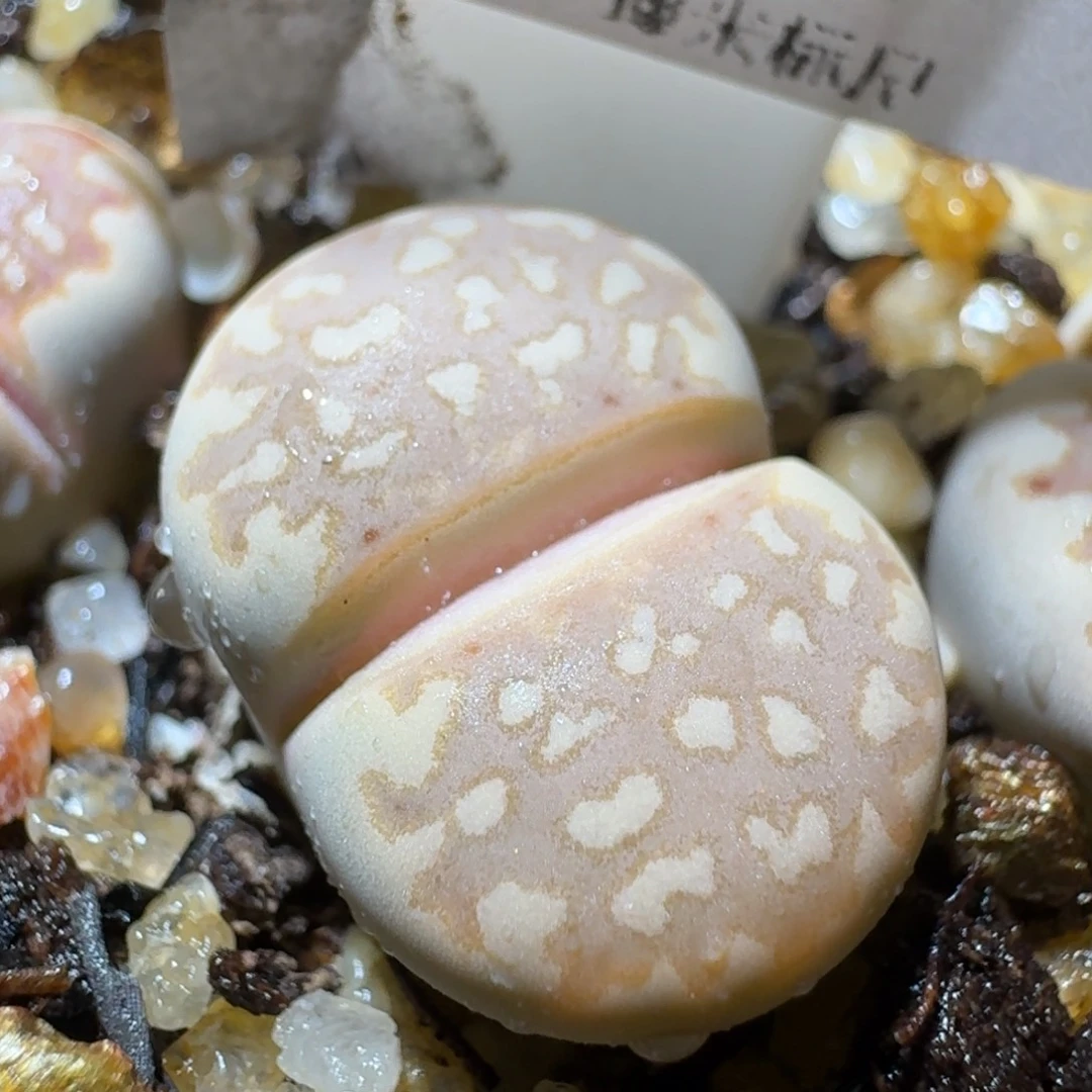 高品质生石花清清1393